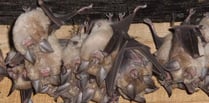 Future looking bright for Devon Greater Horseshoe Bat