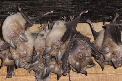 Future looking bright for Devon Greater Horseshoe Bat