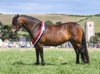 Dartmoor Pony owned by Kingsbridge resident named Supreme Champion at Totnes Show