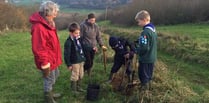 Kingsbridge Scouts plant trees to mark centenary of cub scout movement