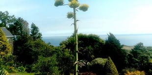 A rare plant is in flower in the South Hams