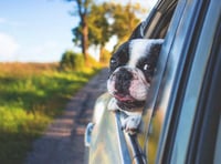 Man rescues overheated dog out of car