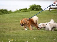 South Hams District Council cracks down on irresponsible dog owners