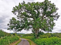 Deadly fungus could decimate Devon's trees