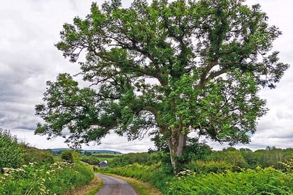 Deadly fungus could decimate Devon's trees