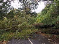 Shaugh Prior fallen tree: Road to Bickleigh blocked in both directions