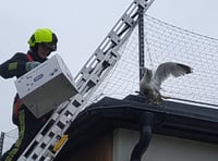 Householders warned after spate of seagull rescues