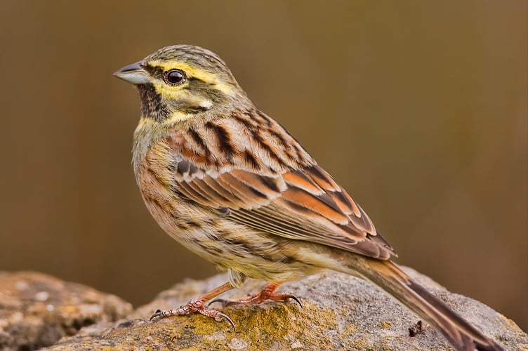 cirl bunting