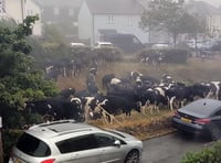 ‘Udder’ Chaos caused by cows moo-ving through village 