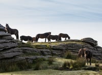 Could you help look after Dartmoor’s beautiful wild ponies? 