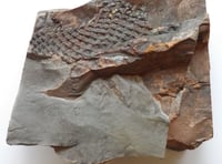 Rare 375 million-year-old fossil  unearthed in a South Hams garden