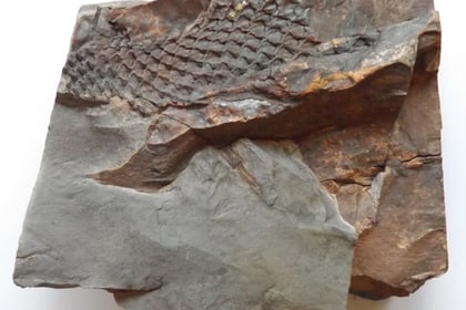 Rare 375 million-year-old fossil  unearthed in a South Hams garden