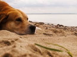 Dog on beach