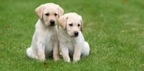 Could you be a volunteer for Guide Dogs?