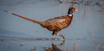 Pheasants now outnumber native birds