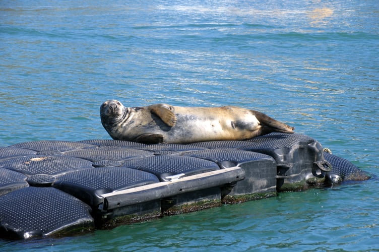 Grey seal on the Dart