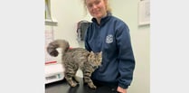 Life-saving op for kitten that spun a dangerous yarn
