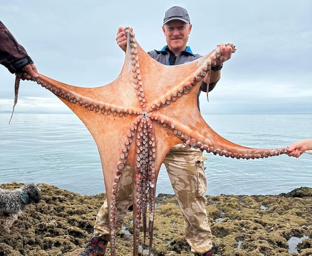 Giant octopus measuring 7ft pulled from South Devon waters 