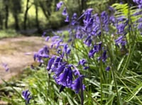 Bluebell wood in all its glory open this weekend