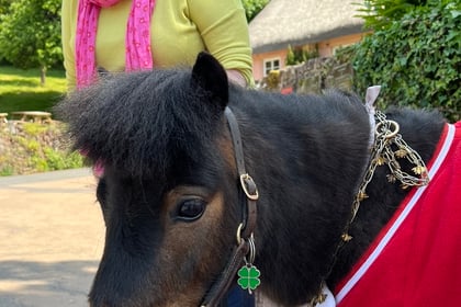 Patrick the Pony raises awareness of Lyme disease