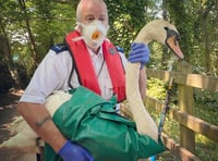 Swan rescue by RSPCA after hook caught in bill