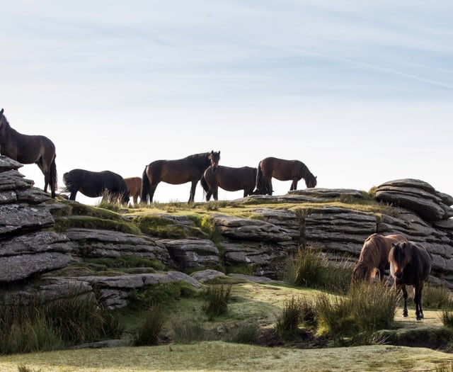 A change in fortune for Dartmoor ponies