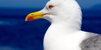 Council spends £300K storing seagull-proof sacks and bins