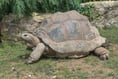 Court date for man following discovery of deceased giant tortoises
