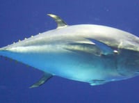 Return of bluefin tuna brings hope