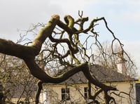 Ancient 230-year-old tree tree felled by storm