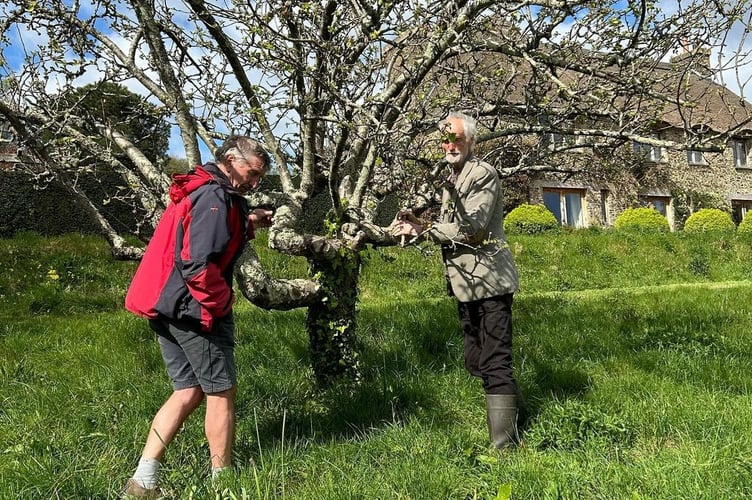 Orchard at East Cornworthy