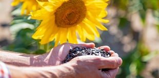 Sunflower competition launched for care residents