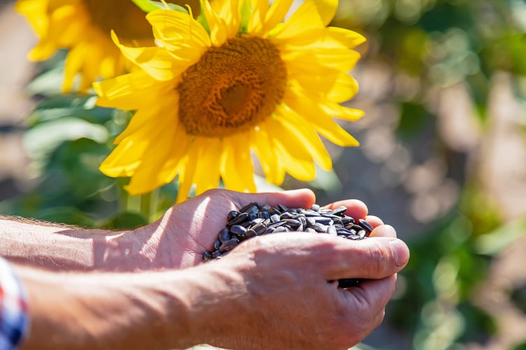 Sunflower and seeds