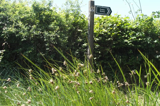 Waving sea club-rush and Byway sign