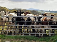 Wake-up call for better biosecurity after FMD scare