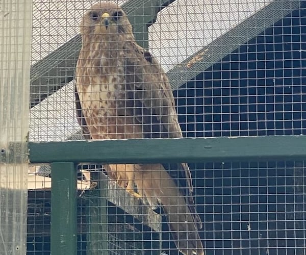 Alls well that ends well. The buzzard after his ordeal