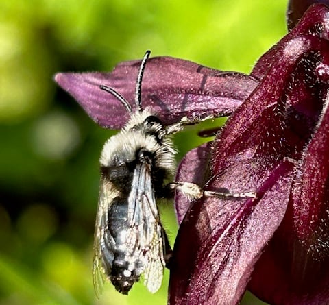 An ash mining bee that joined us for breakfast (as identified by Geoff Foale) - Mike Hitch 