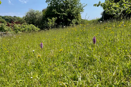Nature Diary | A long road to a blooming meadow