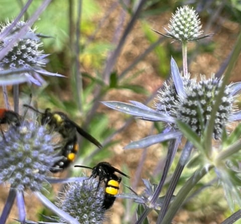 Colourful wasps - Mike Hitch