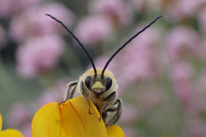 A Long horned mining bee - another endangered local species