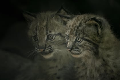 Zoo opens doors on Carpathian Kits 