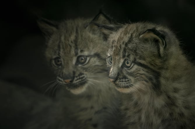 The two Lynx Kits at Dartmoor Zoo 