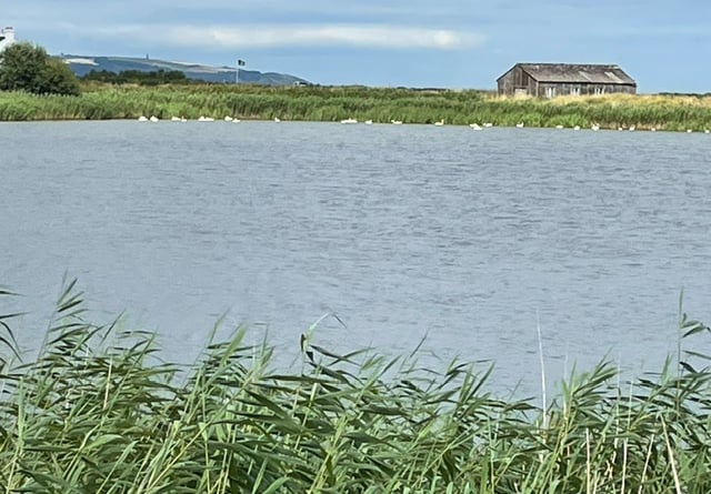 Beesands Ley full of mute swans preparing to moult - Mike Hitch 