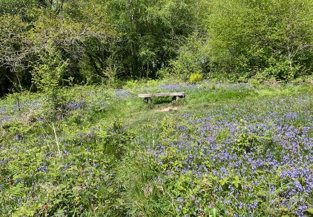 The memorial bench in Bluebell Clearing - Mike Hitch 