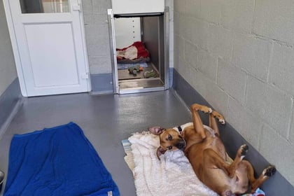 Rescue dogs 'sizzling' in the heat need your help 