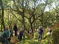 Boost for Dartmoor’s woodlands