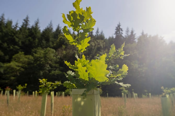 The trees are currently being grown in the charity’s two community tree nurseries