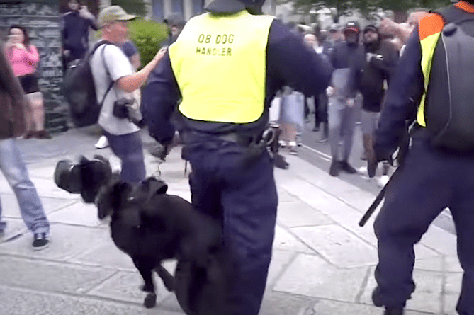 A muzzled police dog during Monday's riot in Plymouth