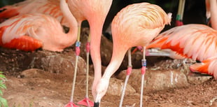 Same-sex flamingo couple successfully hatch a chick