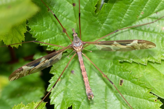 Giant Long-palp Cranefly - Tipula maxima - Geoff Foale